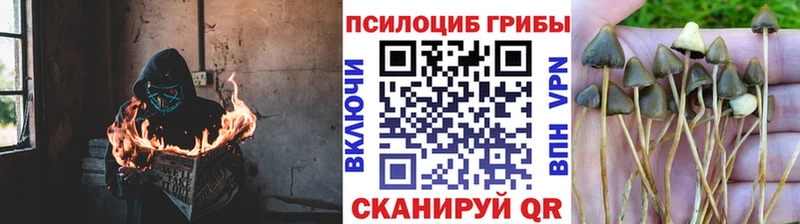 Псилоцибиновые грибы прущие грибы  shop Telegram  Злынка 